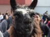 Dublin High Students and staff got face time with therapy llamas this week.