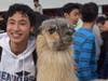 Dublin High Students and staff got face time with therapy llamas this week.