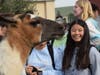 Dublin High Students and staff got face time with therapy llamas this week.