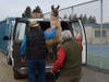 Dublin High Students and staff got face time with therapy llamas this week.