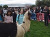 Dublin High Students and staff got face time with therapy llamas this week.