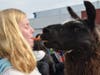 Dublin High Students and staff got face time with therapy llamas this week.