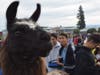 Dublin High Students and staff got face time with therapy llamas this week.