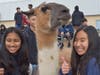Dublin High Students and staff got face time with therapy llamas this week.