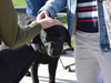 Dublin High students spent time with therapy dogs to cope with the loss of classmates over winter break.