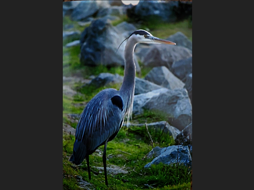 Patch reader Maryann Tomola caught this great blue heron.