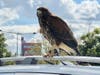 Liz Dunbar captured a Hawk in the Whole Foods parking lot.