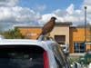 Liz Dunbar captured a Hawk in the Whole Foods parking lot.