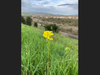 Patch reader Sangita Shriwas captured blossoms across San Ramon.