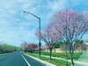 Patch reader Sangita Shriwas captured blossoms across San Ramon.