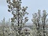 Patch reader Sangita Shriwas captured blossoms across San Ramon.