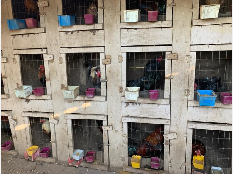 Officers say they found blades for the birds' legs and instruments used to inject them with substances.