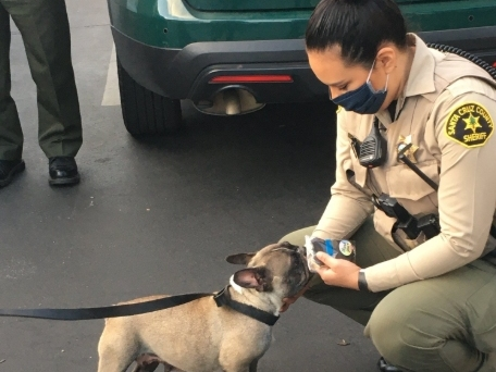 Stolen Pup Finds Her Way Home 7 Months Later, Sheriff Says | Santa Cruz ...
