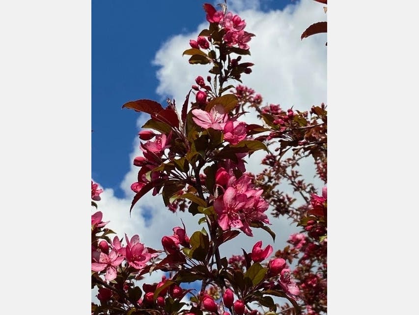 Patch reader Sheran Clark shared these lovely blossoms.