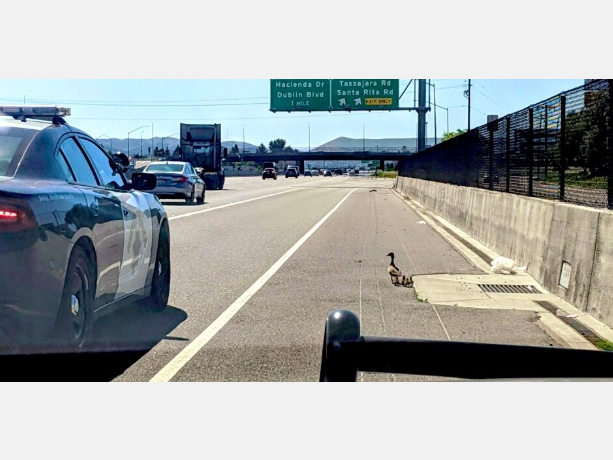 Officers stopped along I-580 to help some ducks in an unusual predicament.
