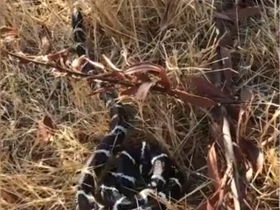 Pleasanton Police Animal Services Officer Frankie Ayers helped rescue this snake.
