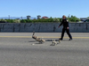 A California Highway Patrol officer shepherds geese off of the freeway.