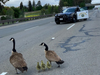 This family of geese stopped traffic.