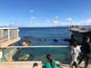 Volunteers will be available at the ocean view decks to limit crowds, the Monterey Bay Aquarium said.