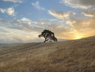 Patch reader Felicia Tapia shared this photo.