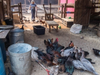 The chickens are safe in Felton, waiting to be reunited with their owners.