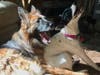 Two of the mock's dogs — Charlie, left, and Annie — who escaped from the fire with their owners.