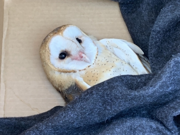 The injured owl, moments after it was rescued from the street light.