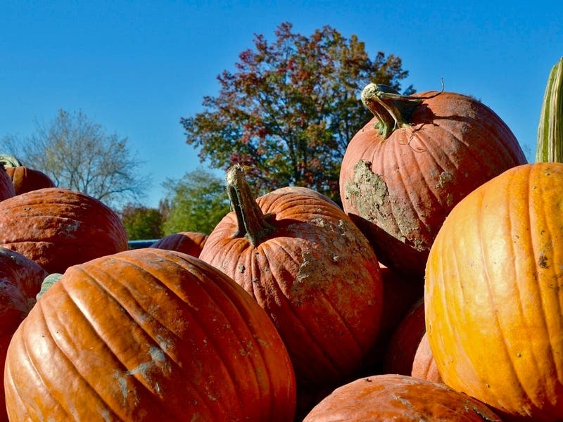 Santa Cruz County is home to several pumpkin patches.