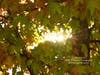 Patch reader Cathy Moore shared this photo of fall leaves in San Ramon.