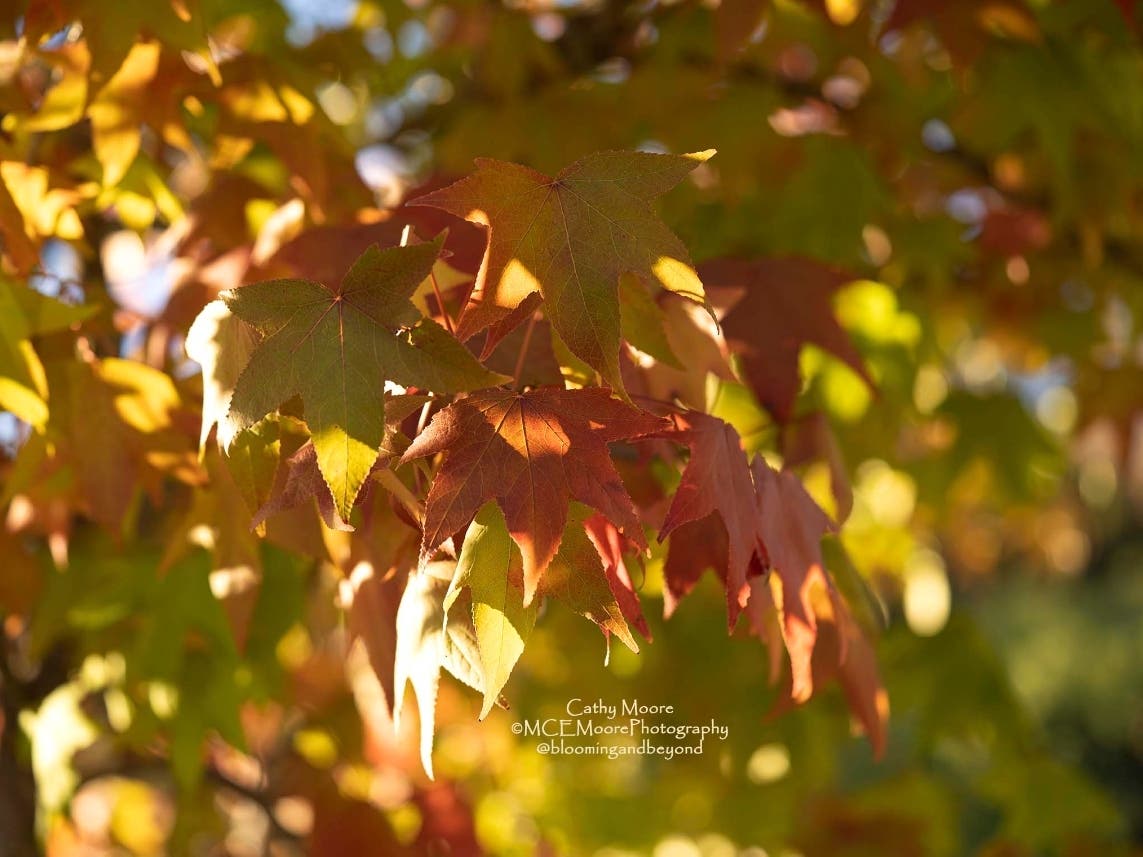https://patch.com/img/cdn20/users/23681188/20201016/123325/styles/patch_image/public/one-lovely-autumn-day-in-san-ramon___16123138520.jpg