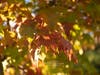 Patch reader Cathy Moore shared this photo of fall leaves in San Ramon.