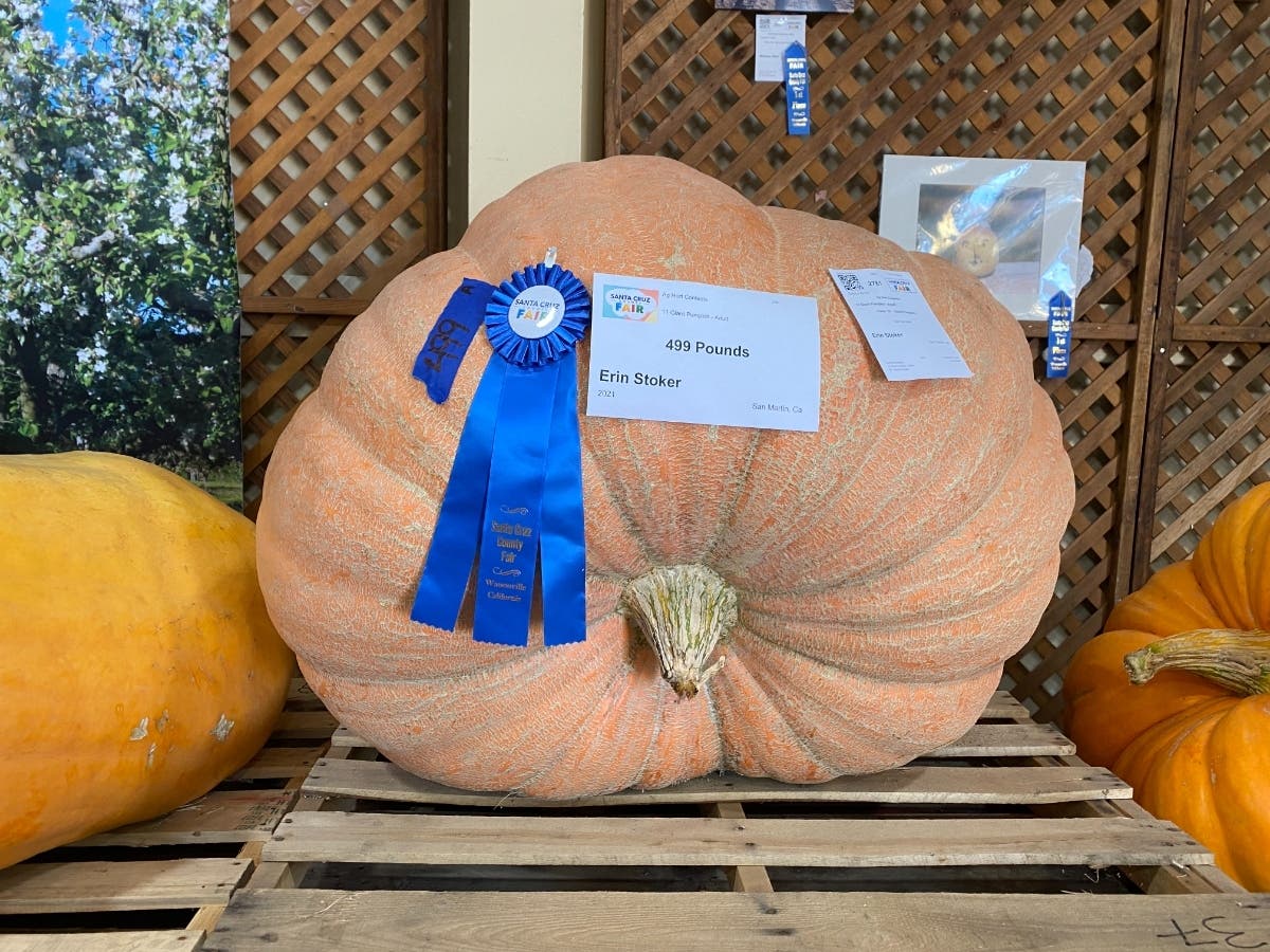 500-Pound 'Giant Pumpkin' Welcomed Fall's Return In Santa Cruz Co