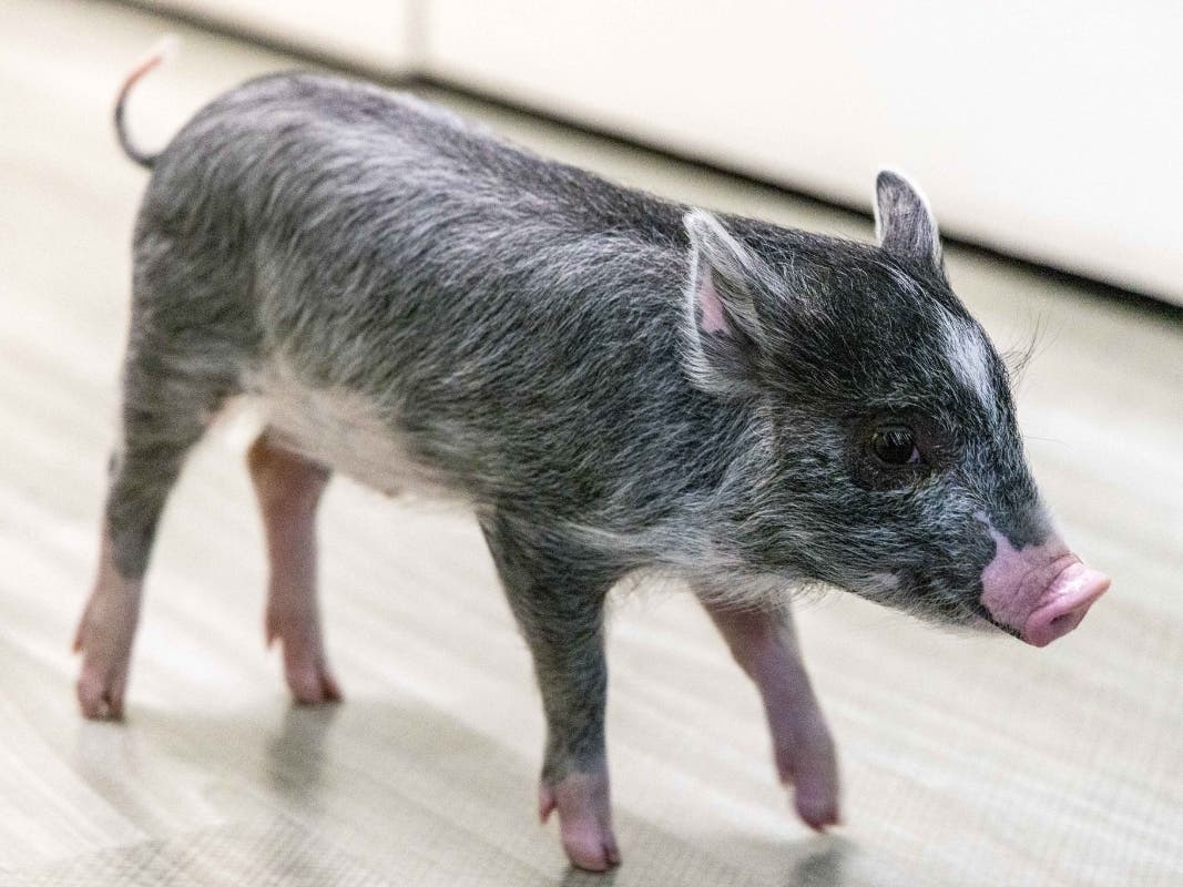 Officials hope to help this piglet find his way home after he was found wandering the streets of Pleasanton.