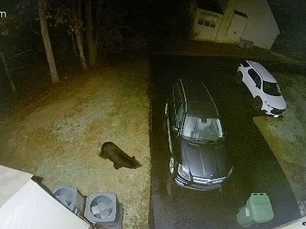 A bear walks around the yard of a home in Manassas, Virginia, as seen on a home security camera.