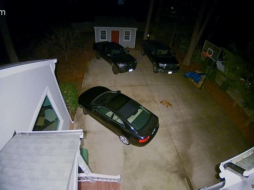 A fox barks one last time after chasing a cat underneath a truck, as seen on a home security camera.