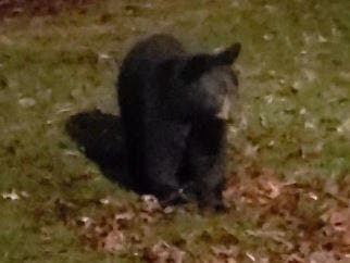The bear looks up suddenly after hearing a resident say something, as seen and heard on the Neighbors app video.