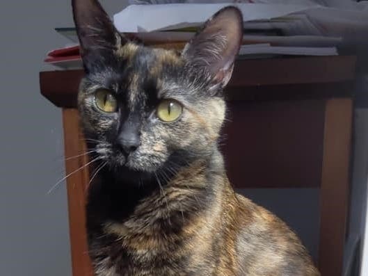 Coco is turning 1-year-old this week and would love to find her family just in time for her birthday.