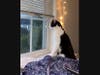 Donnie was voted Purresident of the Neighborhood Watch, and he takes his job very seriously.