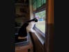 Donnie is looking for a home that can provide him a window from which to watch the outside world.
