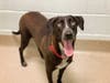The Fredericksburg SPCA is excited to find a new home for Emma who, at just over a year old, has a full life ahead of her.