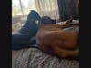 Emma, who is available for adoption from the Fredericksburg SPCA, enjoys napping with her friends.