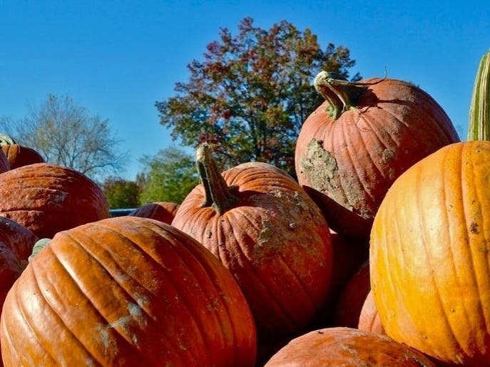 Escape the house and pick out a pumpkin this fall while your family enjoys the fun Fairfax City-area pumpkin patches have to offer.