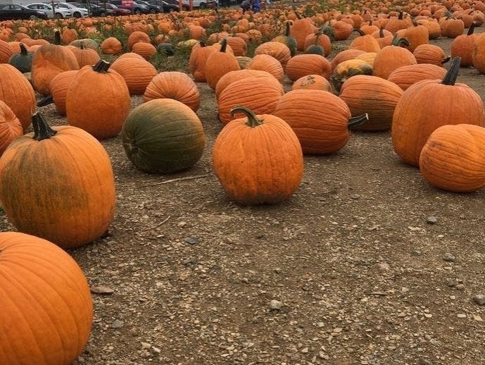 Escape the house and pick out a pumpkin this fall while your family enjoys the fun Leesburg-area pumpkin patches have to offer.