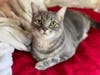 Grey, who is available for adoption from the Fredericksburg SPCA, has a big personality that is matched with his big eyes that make you fall deeper in love.