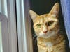 Alley, who is available for adoption from the Fredericksburg SPCA, has a lovable and exuberant personality.