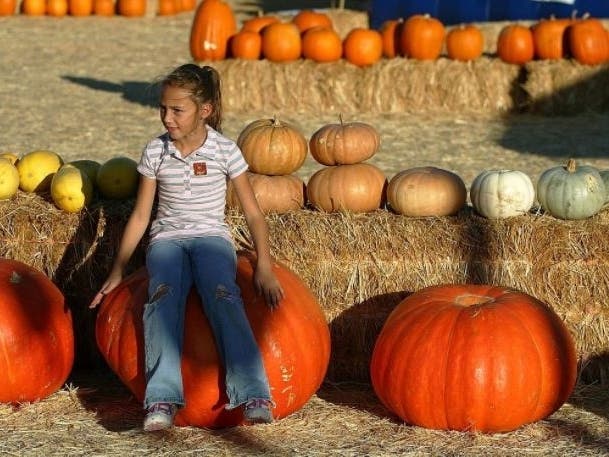 These big pumpkins at a patch near Las Vegas don’t come close to breaking the U.S. and world records, but it could be educational to ask the kiddos to figure the circumference of the gourd.
