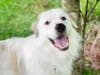 Russell, who is available for adoption from the Fredericksburg SPCA, is easy-going, friendly with other dogs and energetic.
