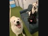 Russell​ loves spending time with his dog pals and regularly attends doggy daycare sessions graciously provided by Dogs 4 Dayz.