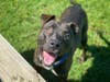 Danny, who is available for adoption from the Fredericksburg SPCA​, loves to play with other dogs at the SPCA in playgroups.