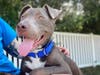 Jem, a young pup of just 9 months old, loves to play and is available for adoption from the Fredericksburg SPCA.